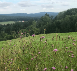 Wiesenblumen, grüne Wiese, Horizont, Wald