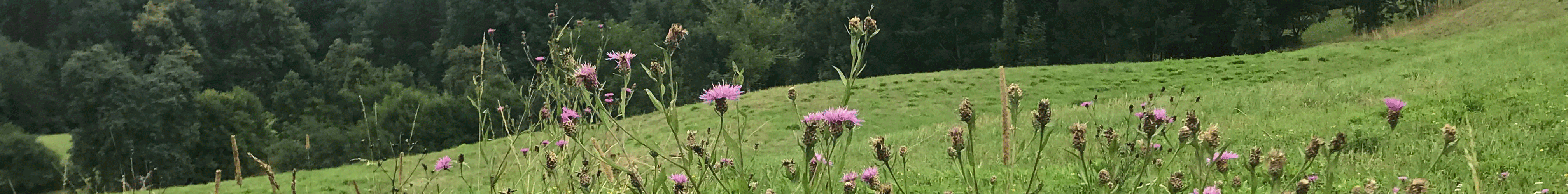 Wiesenblumen, grüne Wiese, Horizont, Wald