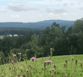 Wiesenblumen, grüne Wiese, Horizont, Wald