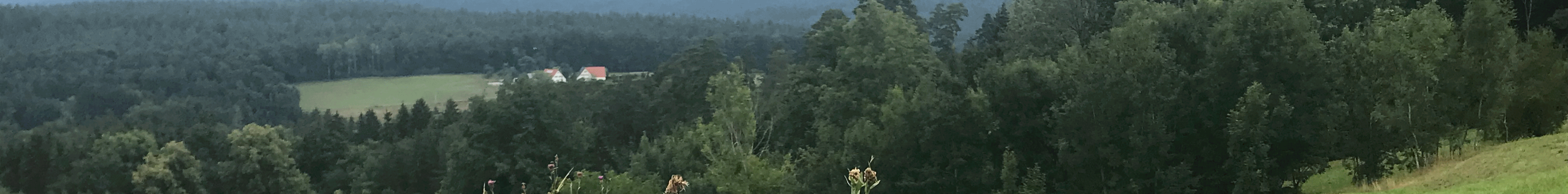 Wiesenblumen, grüne Wiese, Horizont, Wald
